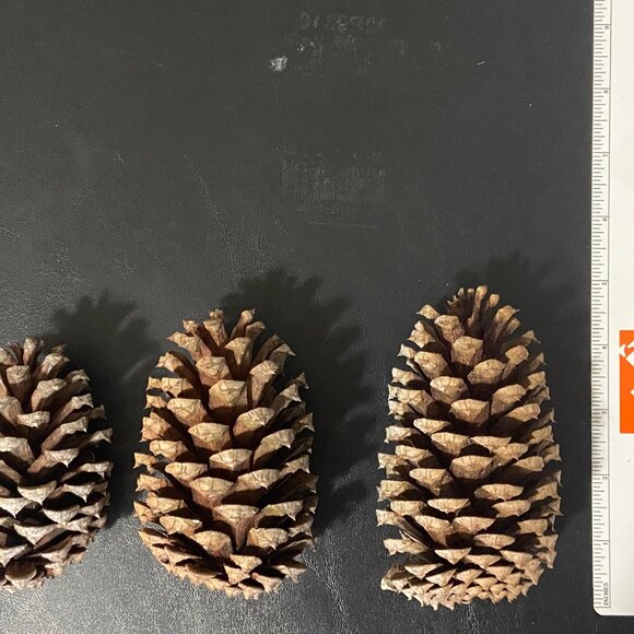 Pine Cones Fresh and Selected for Quality with Bucket Storage! Decor, Crafts! #4 - Picture 2 of 3